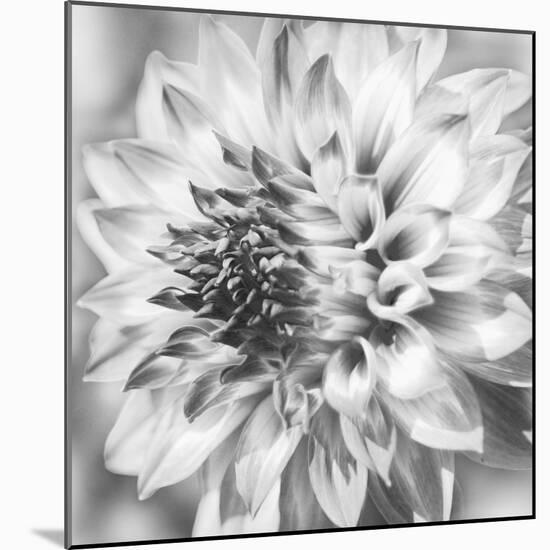 Black & White Dalia 1a-Suzanne Foschino-Mounted Photo