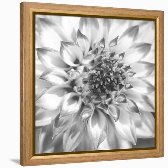 Black & White Dalia 4-Suzanne Foschino-Framed Stretched Canvas