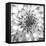 Black & White Dalia 4-Suzanne Foschino-Framed Stretched Canvas