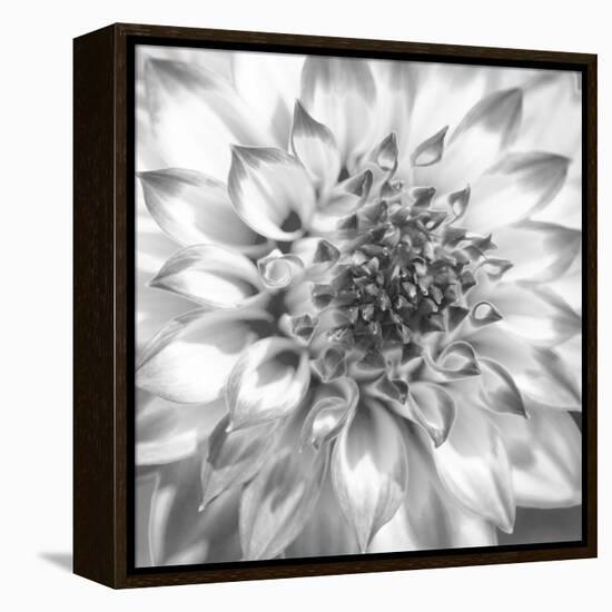 Black & White Dalia 4-Suzanne Foschino-Framed Stretched Canvas