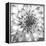 Black & White Dalia 4-Suzanne Foschino-Framed Stretched Canvas