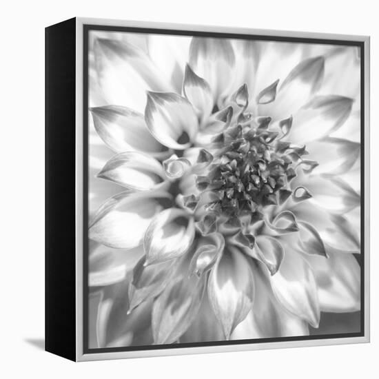 Black & White Dalia 4-Suzanne Foschino-Framed Stretched Canvas