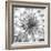 Black & White Dalia 4-Suzanne Foschino-Framed Photo