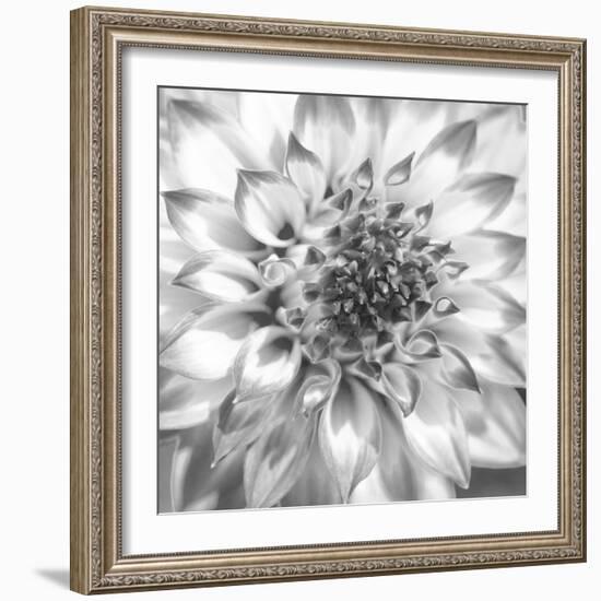 Black & White Dalia 4-Suzanne Foschino-Framed Photo