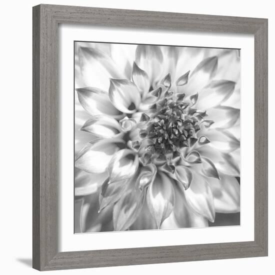 Black & White Dalia 4-Suzanne Foschino-Framed Photo