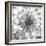 Black & White Dalia 4-Suzanne Foschino-Framed Photo