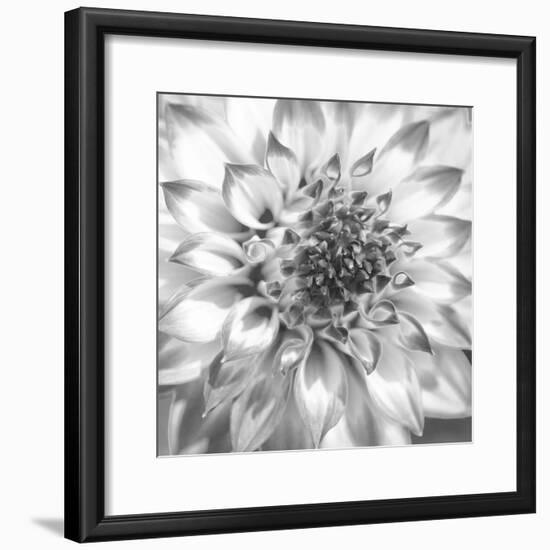 Black & White Dalia 4-Suzanne Foschino-Framed Photo