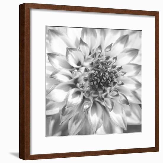 Black & White Dalia 4-Suzanne Foschino-Framed Photo