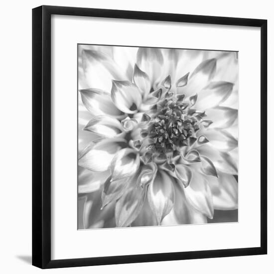 Black & White Dalia 4-Suzanne Foschino-Framed Photo