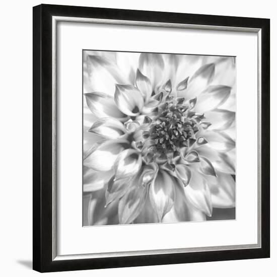 Black & White Dalia 4-Suzanne Foschino-Framed Photo