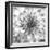 Black & White Dalia 4-Suzanne Foschino-Framed Photo