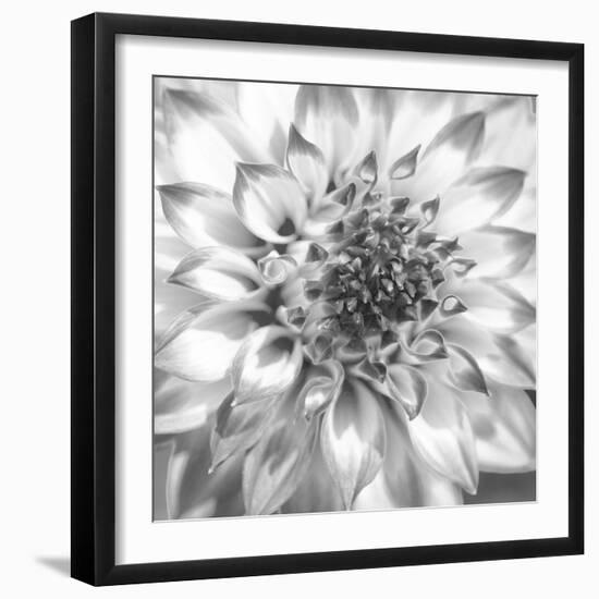 Black & White Dalia 4-Suzanne Foschino-Framed Photo