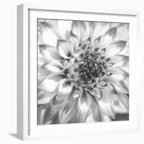 Black & White Dalia 4-Suzanne Foschino-Framed Photo