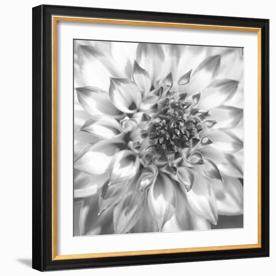 Black & White Dalia 4-Suzanne Foschino-Framed Photo