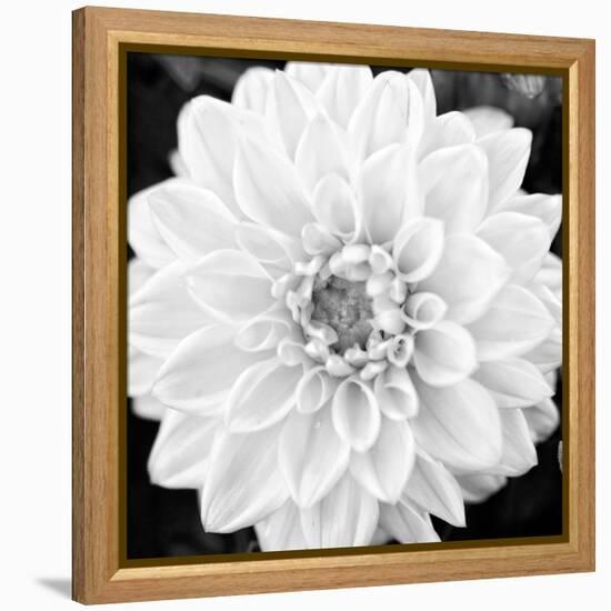 Black & White Gerber I-Susan Bryant-Framed Stretched Canvas