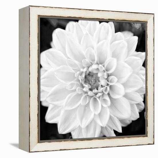 Black & White Gerber I-Susan Bryant-Framed Stretched Canvas