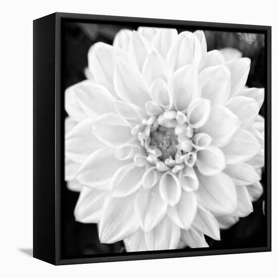 Black & White Gerber I-Susan Bryant-Framed Stretched Canvas