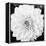 Black & White Gerber I-Susan Bryant-Framed Stretched Canvas