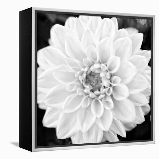 Black & White Gerber I-Susan Bryant-Framed Stretched Canvas