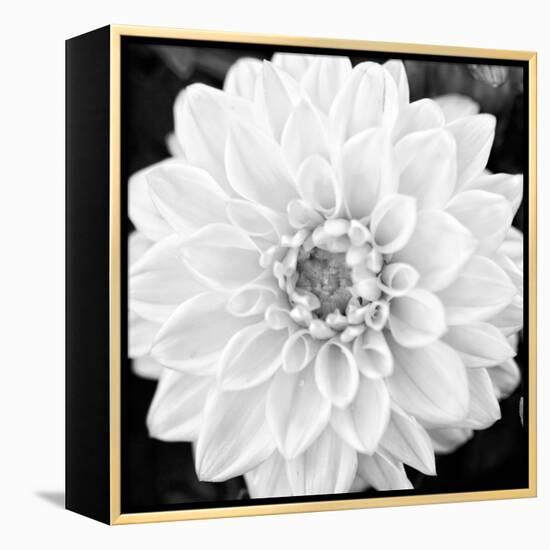 Black & White Gerber I-Susan Bryant-Framed Stretched Canvas