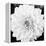 Black & White Gerber I-Susan Bryant-Framed Stretched Canvas