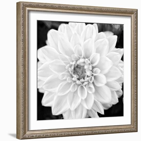 Black & White Gerber I-Susan Bryant-Framed Photo