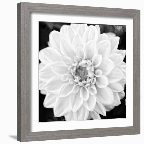 Black & White Gerber I-Susan Bryant-Framed Photo