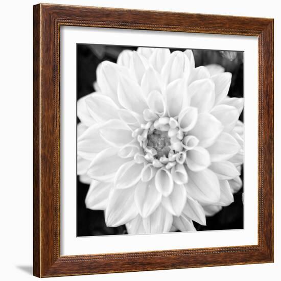 Black & White Gerber I-Susan Bryant-Framed Photo