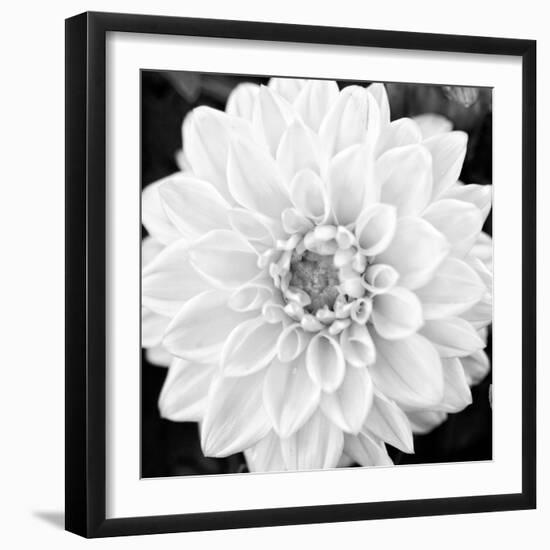 Black & White Gerber I-Susan Bryant-Framed Photo