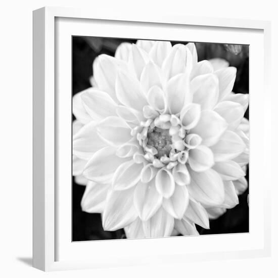 Black & White Gerber I-Susan Bryant-Framed Photo