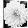 Black & White Gerber I-Susan Bryant-Mounted Photo