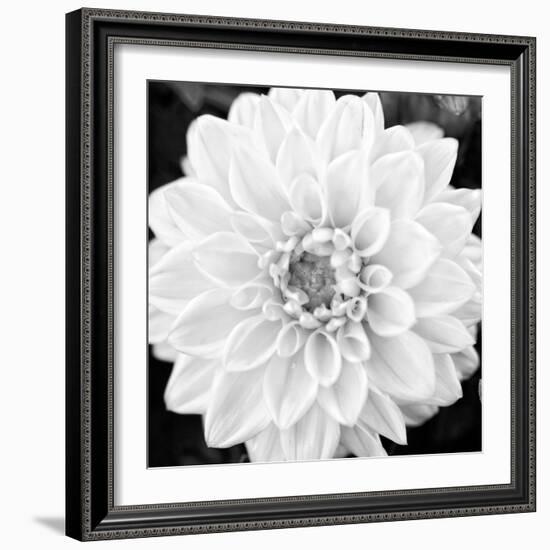 Black & White Gerber I-Susan Bryant-Framed Photo