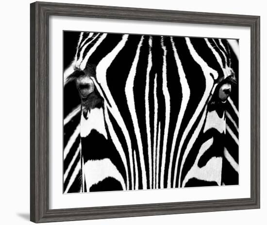 Black & White I (Zebra)-Rocco Sette-Framed Art Print