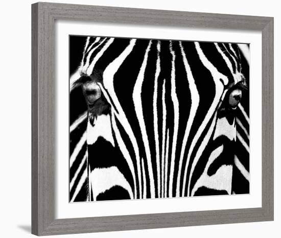 Black & White I (Zebra)-Rocco Sette-Framed Art Print