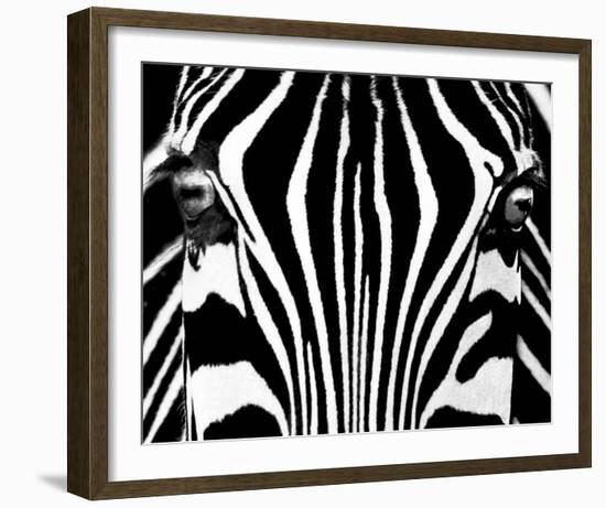 Black & White I (Zebra)-Rocco Sette-Framed Art Print