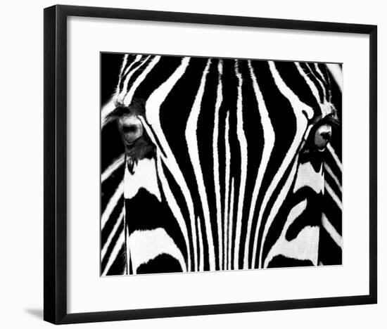 Black & White I (Zebra)-Rocco Sette-Framed Art Print