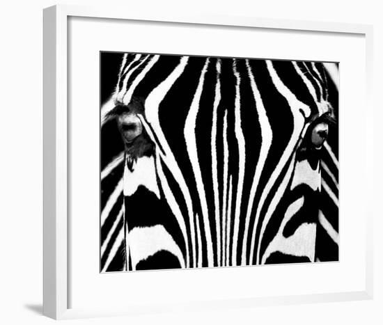 Black & White I (Zebra)-Rocco Sette-Framed Art Print