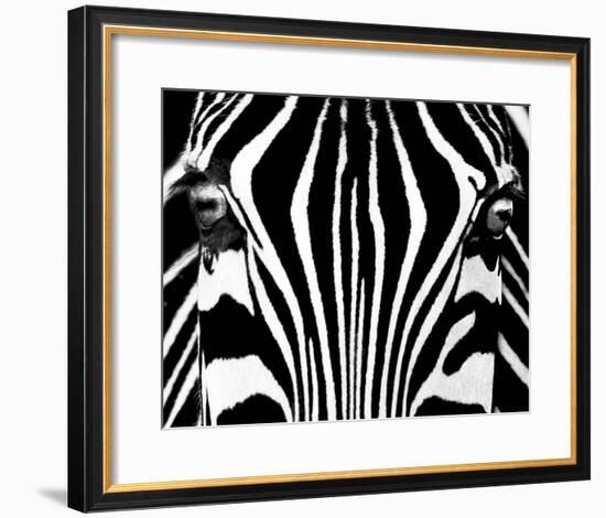 Black & White I (Zebra)-Rocco Sette-Framed Art Print