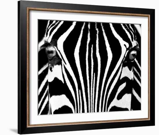 Black & White I (Zebra)-Rocco Sette-Framed Art Print