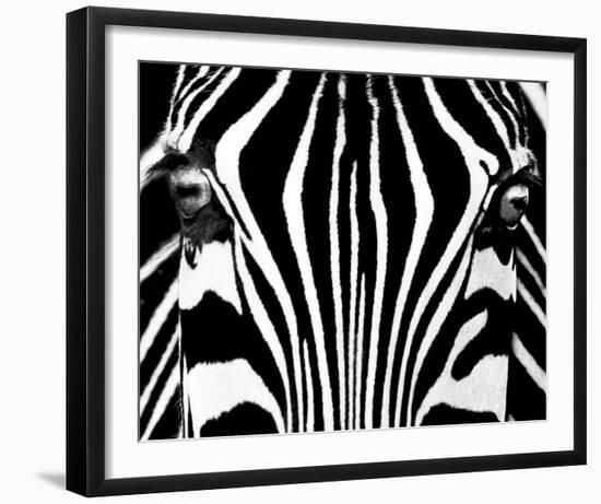 Black & White I (Zebra)-Rocco Sette-Framed Art Print