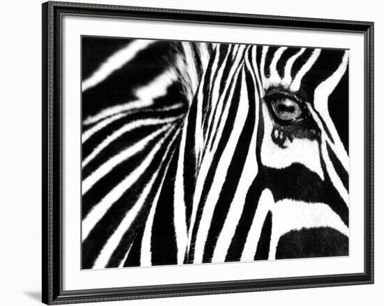 Black & White II (Zebra)-Rocco Sette-Framed Art Print