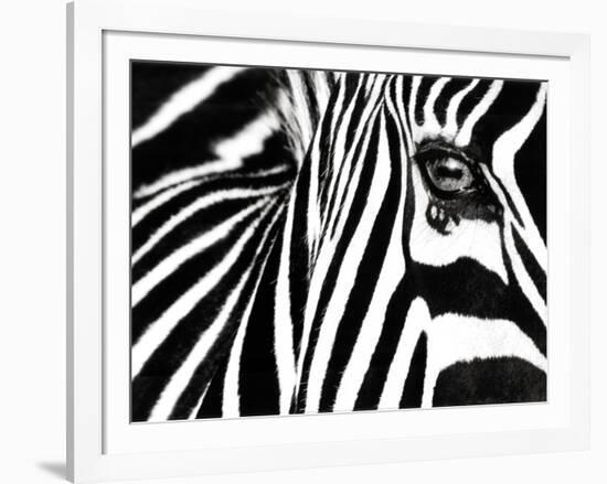 Black & White II (Zebra)-Rocco Sette-Framed Art Print