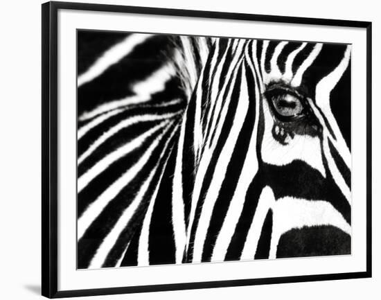 Black & White II (Zebra)-Rocco Sette-Framed Art Print