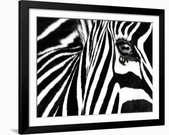 Black & White II (Zebra)-Rocco Sette-Framed Art Print