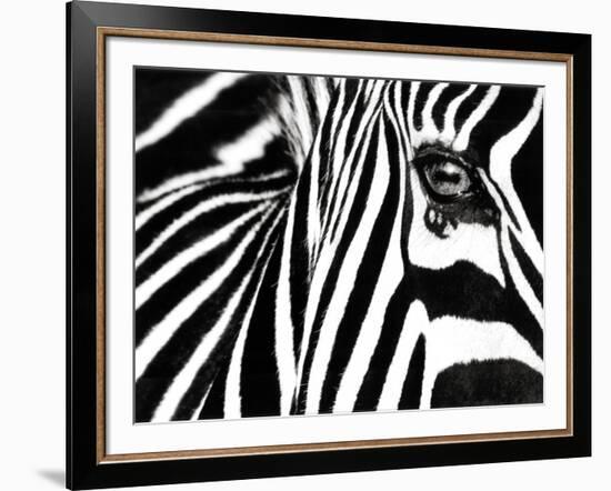 Black & White II (Zebra)-Rocco Sette-Framed Art Print