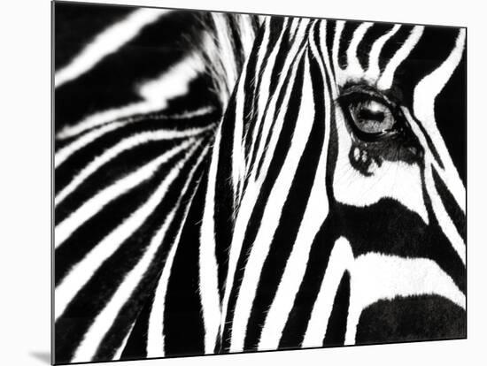 Black & White II (Zebra)-Rocco Sette-Mounted Art Print