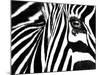 Black & White II (Zebra)-Rocco Sette-Mounted Art Print