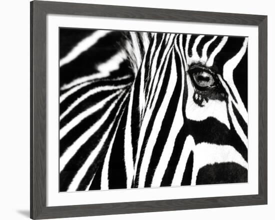 Black & White II (Zebra)-Rocco Sette-Framed Art Print