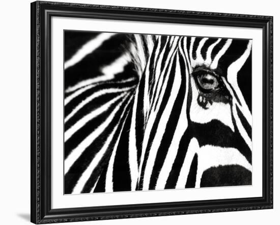 Black & White II (Zebra)-Rocco Sette-Framed Art Print