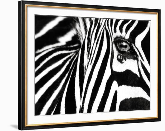 Black & White II (Zebra)-Rocco Sette-Framed Art Print